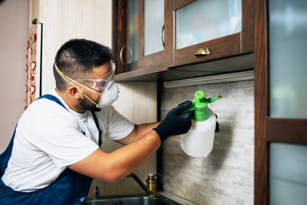Best Wasp Removal Services  in Spearman, TX