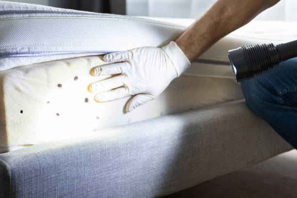 Best Local Pest Control Services  in Spearman, TX