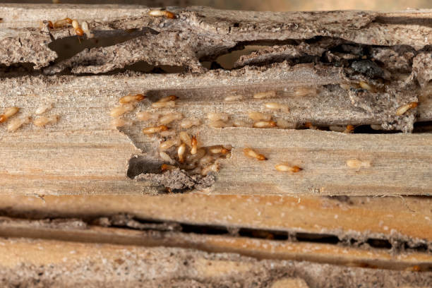 Best Termite Control Services  in Spearman, TX